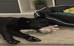 Mixed Breed dogs for sale: Madjeska Shepard for sale  - Advert 2