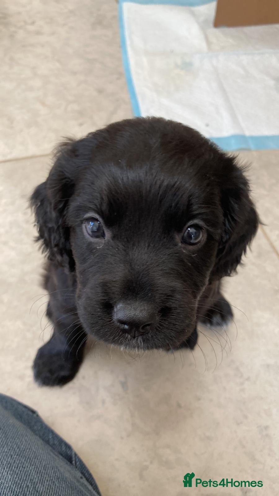 Sprocker dogs Beautiful Sprocker puppies  - Advert 9
