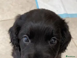 Sprocker dogs Beautiful Sprocker puppies - Advert 9