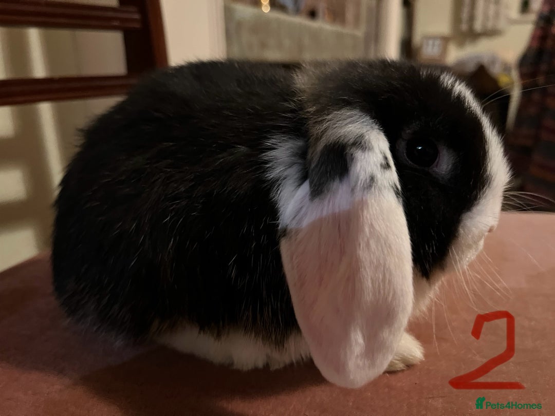 Mini Lop rabbits for sale: Fabulous Super Friendly Mini Lops - Advert 9