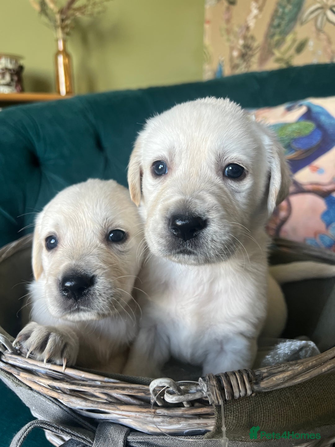 Goldador dogs for sale: Puppies- Goldadors (Golden retriever) (Labrador)  - Image 39