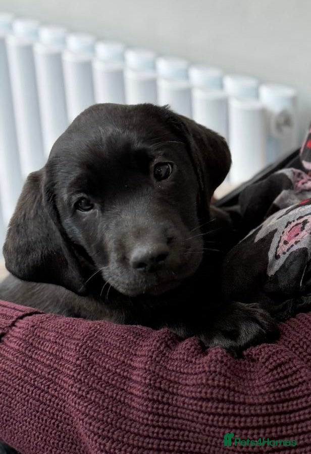 Labrador Retriever dogs Kennel Club Registered Labrador Retriever Puppies  - Advert 7