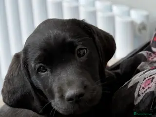 Labrador Retriever dogs Kennel Club Registered Labrador Retriever Puppies - Advert 7