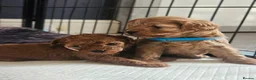 Cavapoo dogs for sale: Gorgeous F1b cavapoo's  - Advert 20