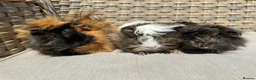 Guinea Pig rodents for sale: 1 left. Pretty baby long haired female guinea pig. - Advert 8