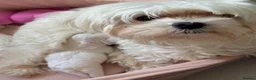 Maltese dogs for sale: Beautiful Maltese puppy  - Advert 3