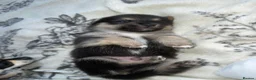 Pomchi dogs for sale: Bruce  - Advert 10