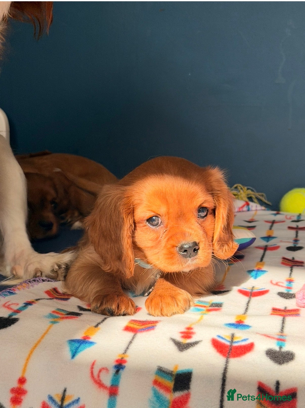 Cavalier King Charles Spaniel dogs 🐾 Adorable Ruby Cavalier Puppies 🐶💖  - Advert 2