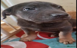 Mixed Breed dogs for sale: Cane Corps X German Shepherd  - Image 3