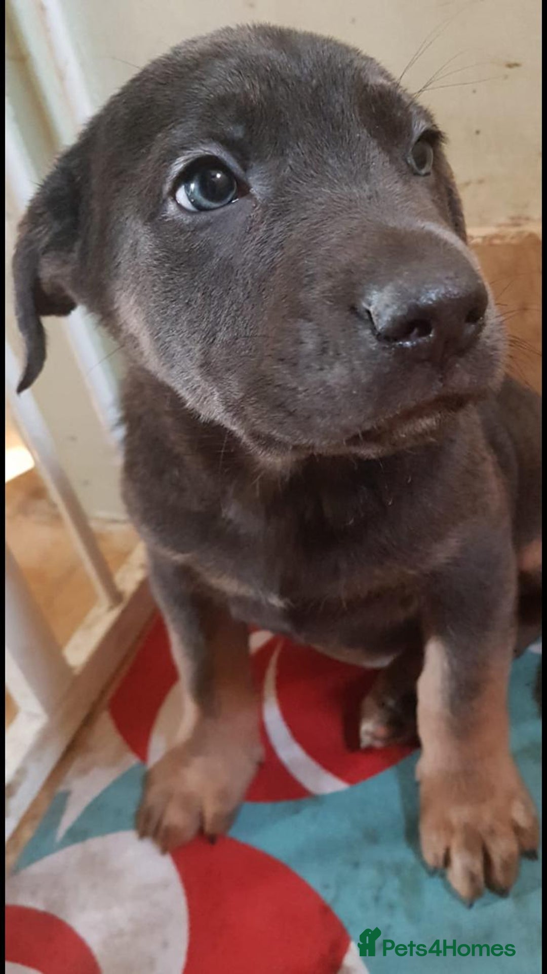 Mixed Breed dogs for sale: Cane Corps X German Shepherd  - Image 3