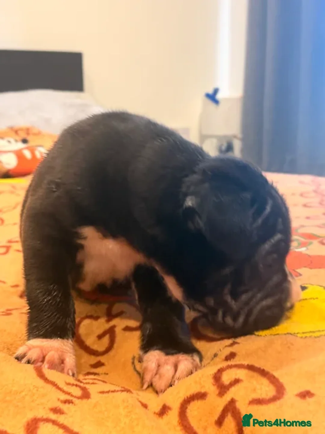 Mixed Breed dogs for sale: PUPPIES READY FOR NEW HOMES - 8 WEEKS+ OLD  - Advert 14