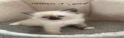 Ragdoll cats for sale: 🐾 Six Adorable Purebred Ragdoll Kittens 🐾 - Advert 30