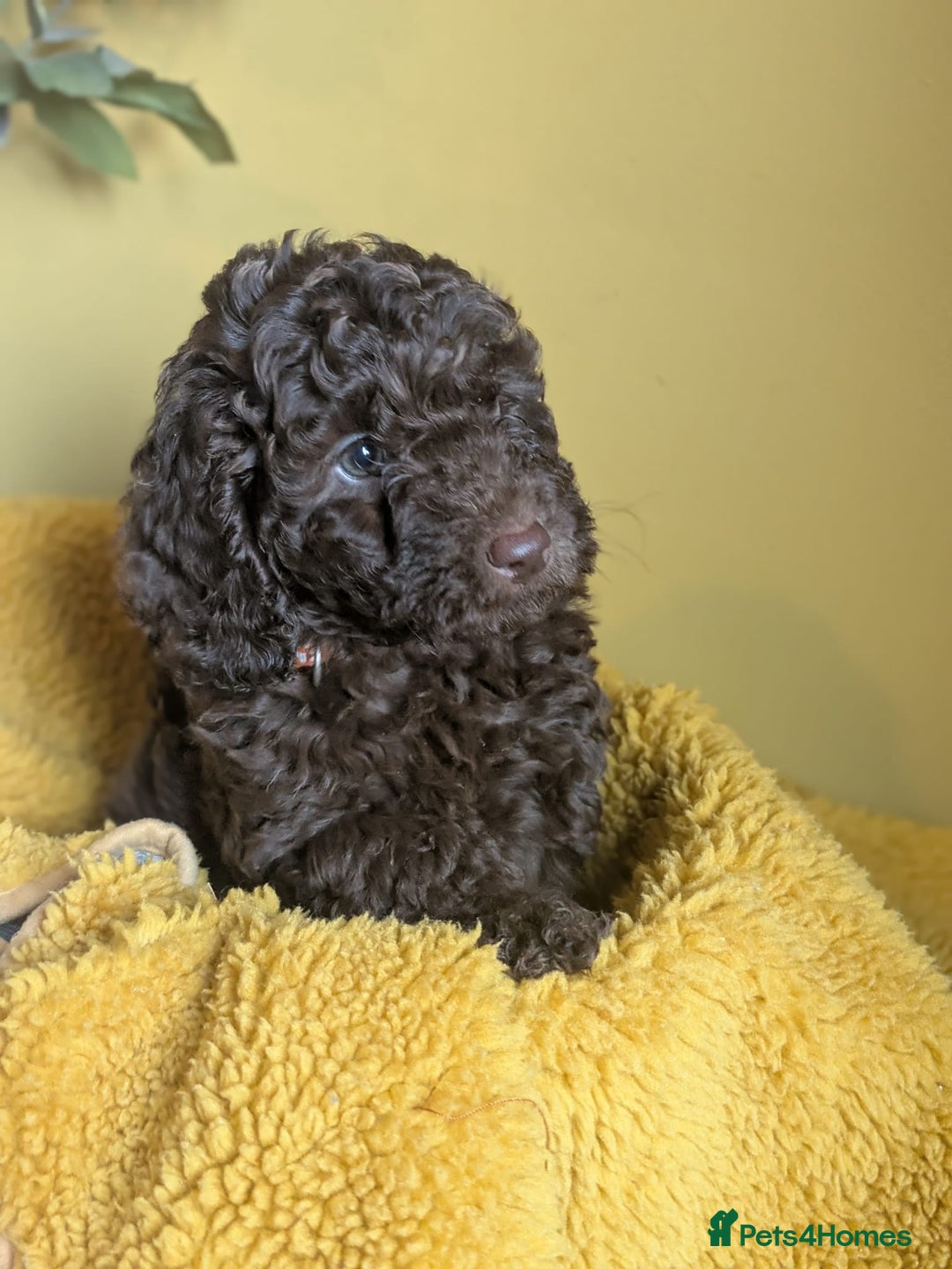 Cockapoo dogs for sale: Gorgeous Cockapoo puppies - Image 3