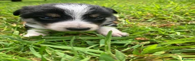 Border Collie Puppy 6