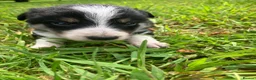 Border Collie dogs for sale:  10 Beautiful tri colour border collie puppies in Exeter - Advert 12