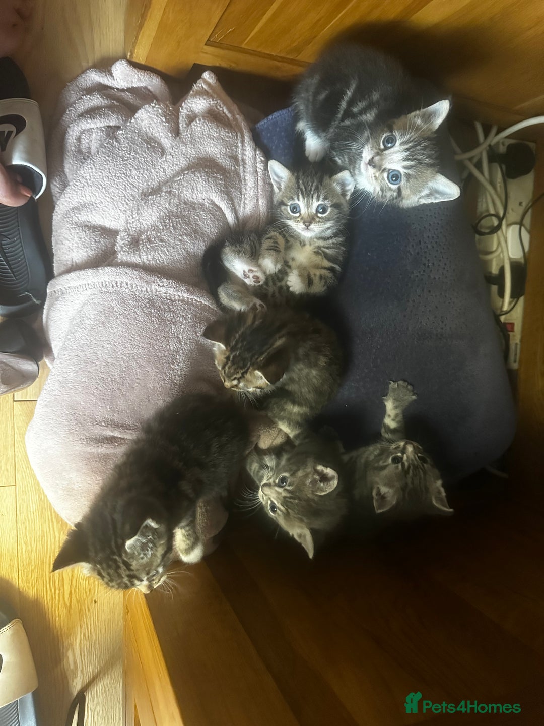 Mixed Breed cats for sale: 6 Of the cutest kittens ever !  - Image 7
