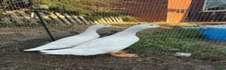 Ducks poultry for sale: 2 beautiful cherry valley ducks  in Wakefield - Advert 3