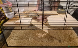 Gerbil rodents for sale: 2 gerbils with cage and a few items for sale - Image 8