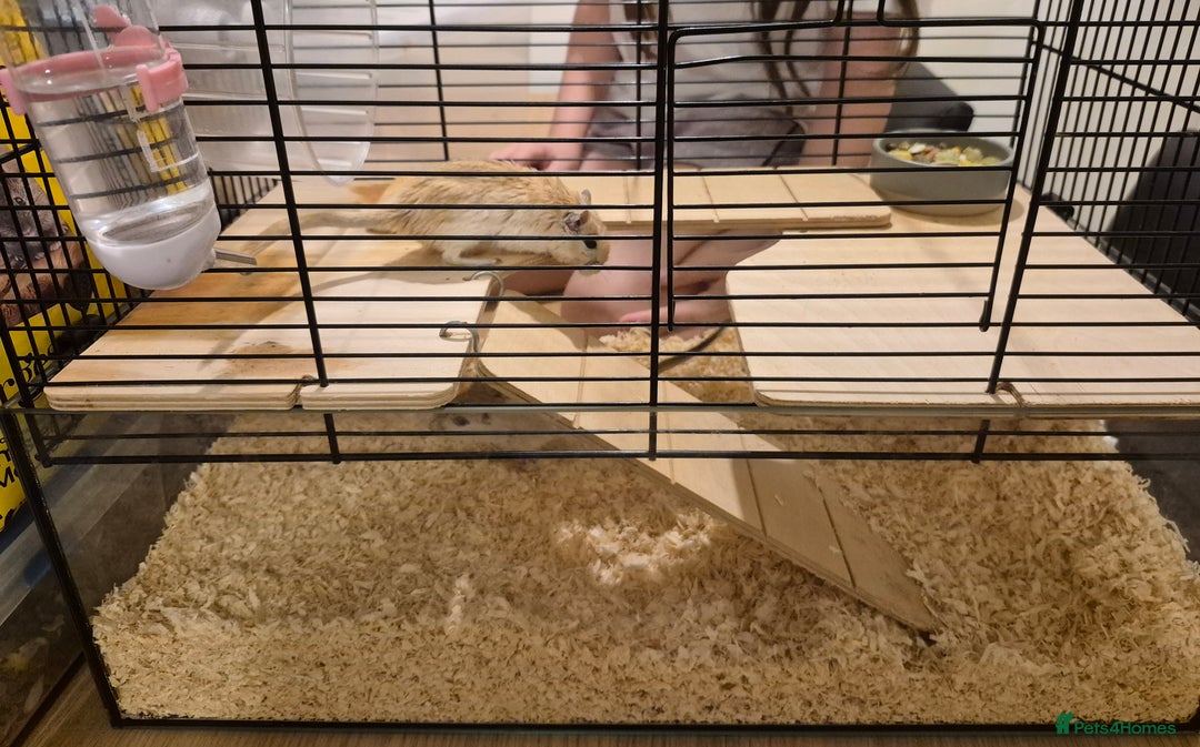Gerbil rodents for sale: 2 gerbils with cage and a few items for sale - Image 8