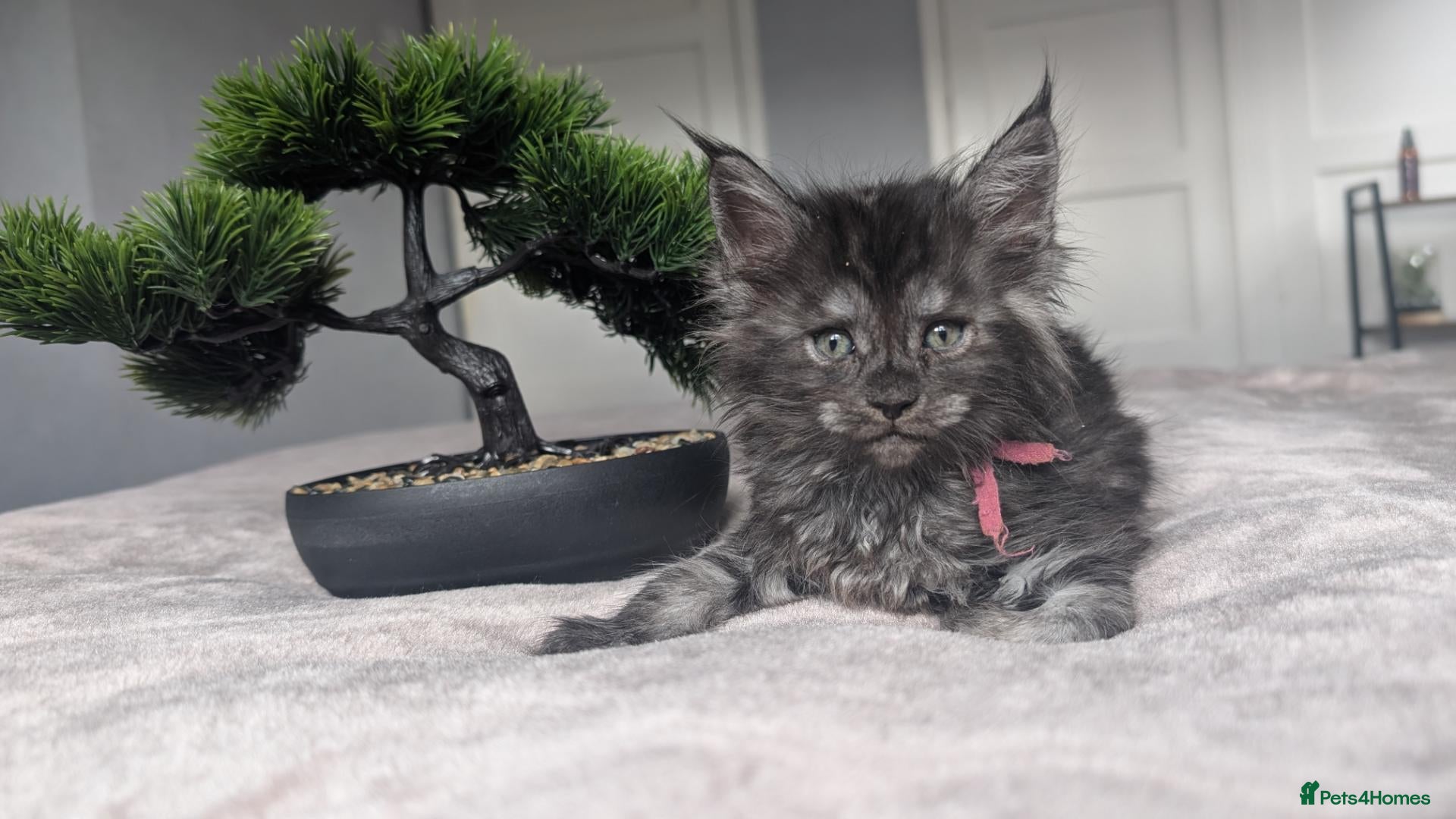 Maine Coon cats Black&Black Smoke Tica registered  - Advert 1