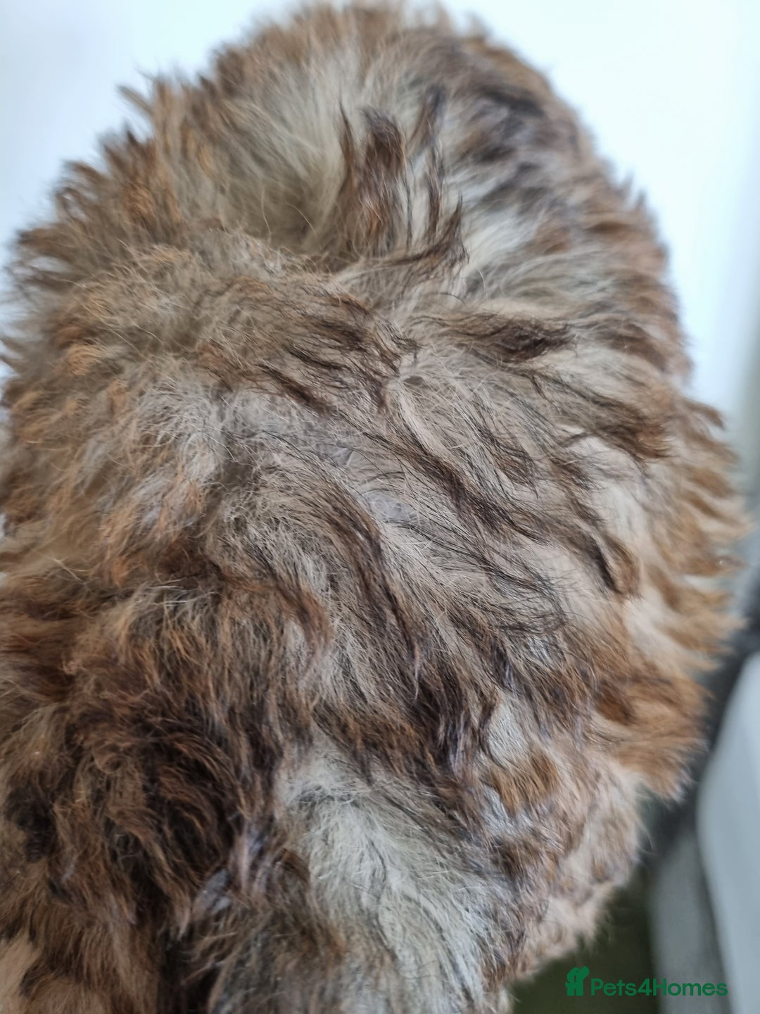 Maltipoo dogs for sale: Maltipoo's rare sable parti colours x4 - Image 20
