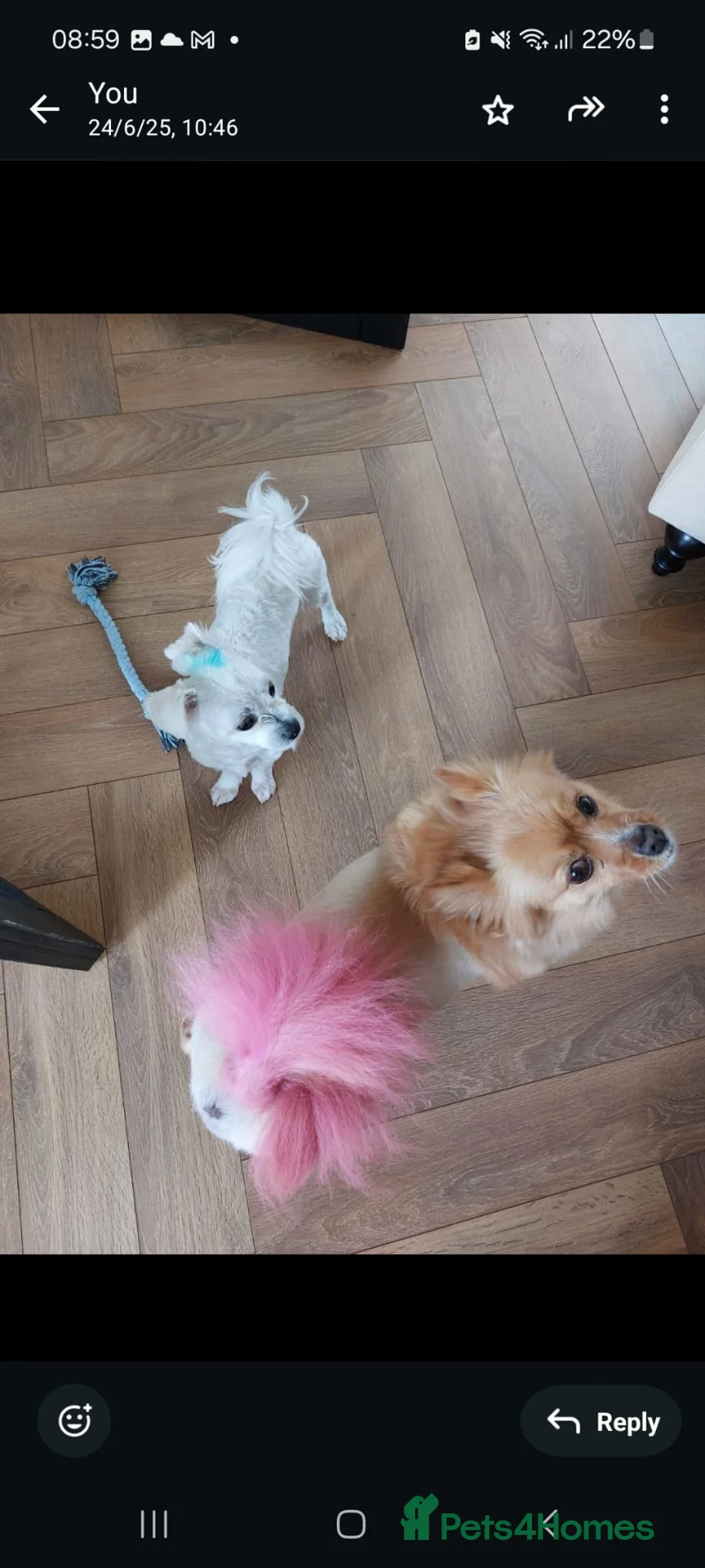 Bichon Frise dogs for sale: Loving dogs in need of a loving home. - Advert 2