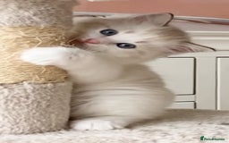 Ragdoll cats for sale: INDOOR TWO MALE GCCF REGISTERED RAGDOLL KITTENS - Image 29