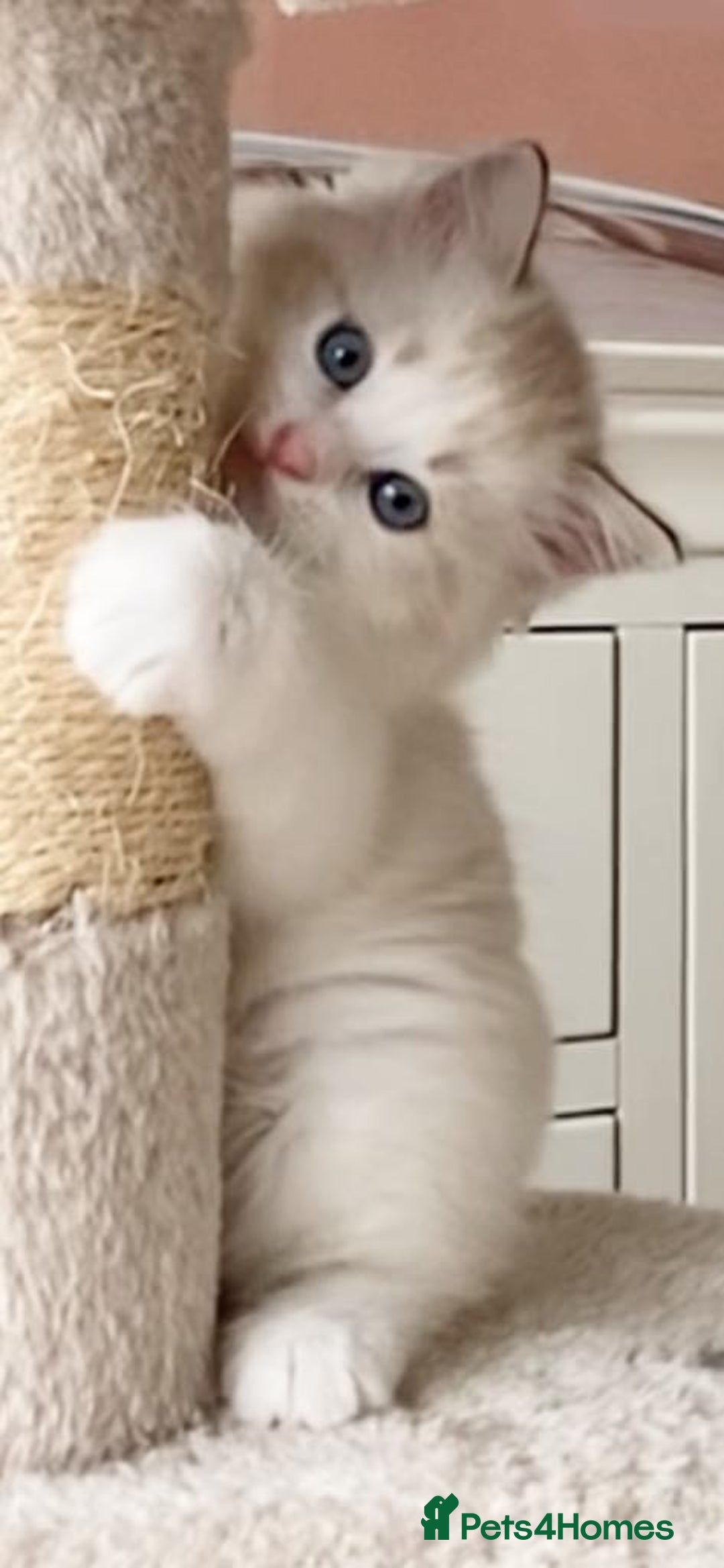 Ragdoll cats for sale: INDOOR TWO MALE GCCF REGISTERED RAGDOLL KITTENS - Image 29