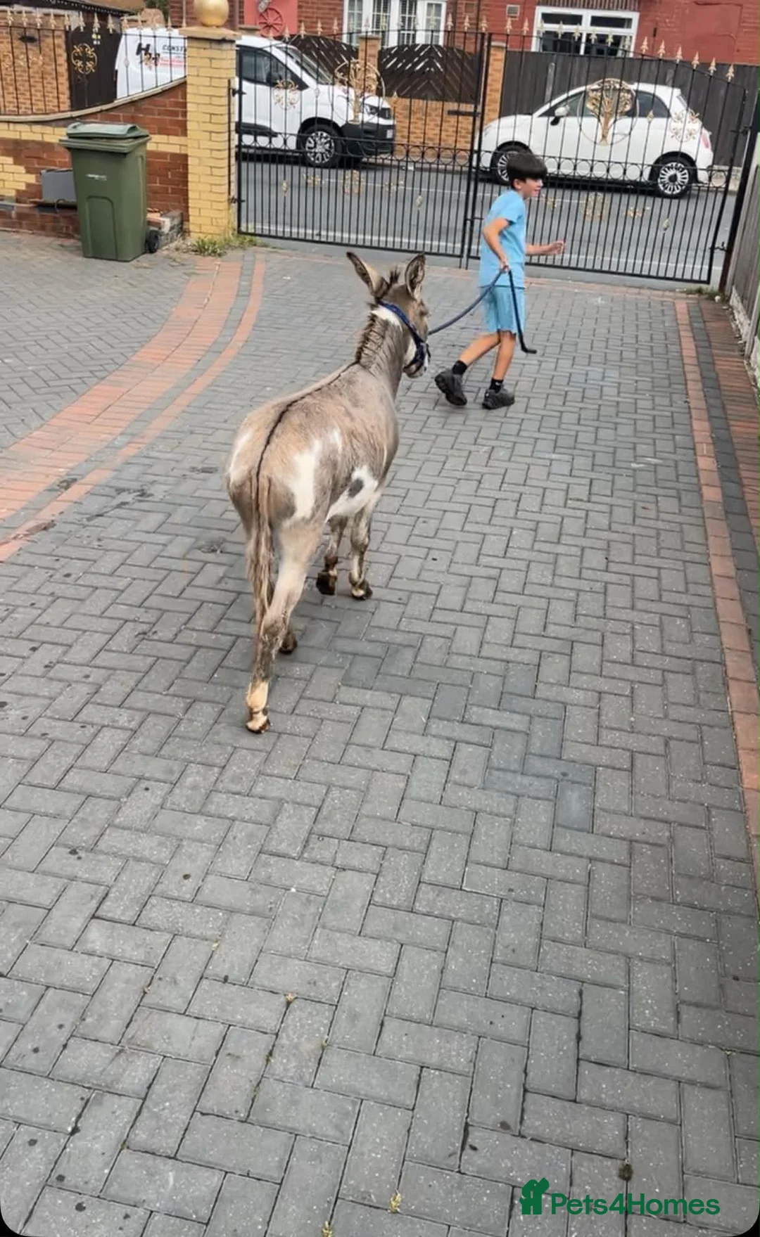 Donkey livestock for sale: Mediterranean miniature jack donkey  in Leeds - Advert 2