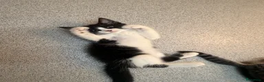 Kitten 3