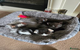Mixed Breed cats for sale: Ragdoll X Kittens - Image 9
