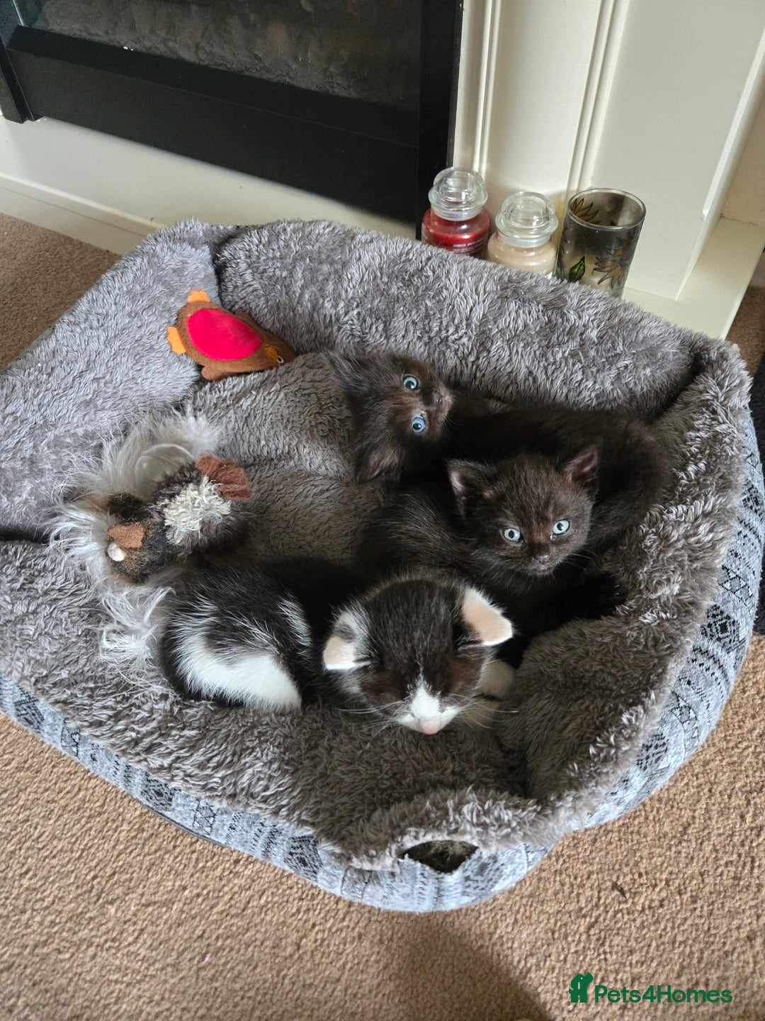 Mixed Breed cats for sale: Ragdoll X Kittens - Image 9