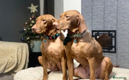 Hungarian Vizsla dogs for sale:   ⚜️Hungarian Vizsla puppies⚜️ - Image 18