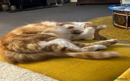 British Shorthair cats for sale: Pair of beautiful ginger tom cats - Image 6