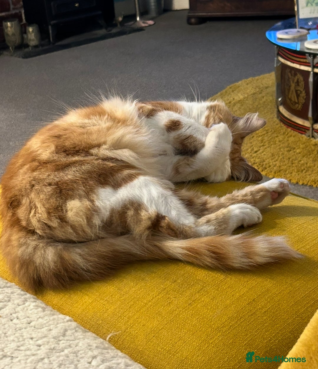 British Shorthair cats for sale: Pair of beautiful ginger tom cats - Image 6