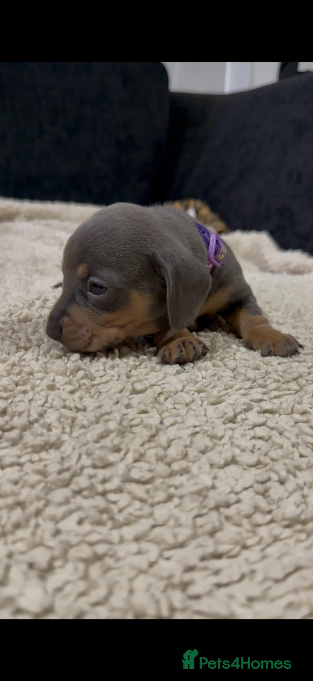 Miniature Dachshund dogs for sale: Miniature Dachshund Puppies - Advert 10