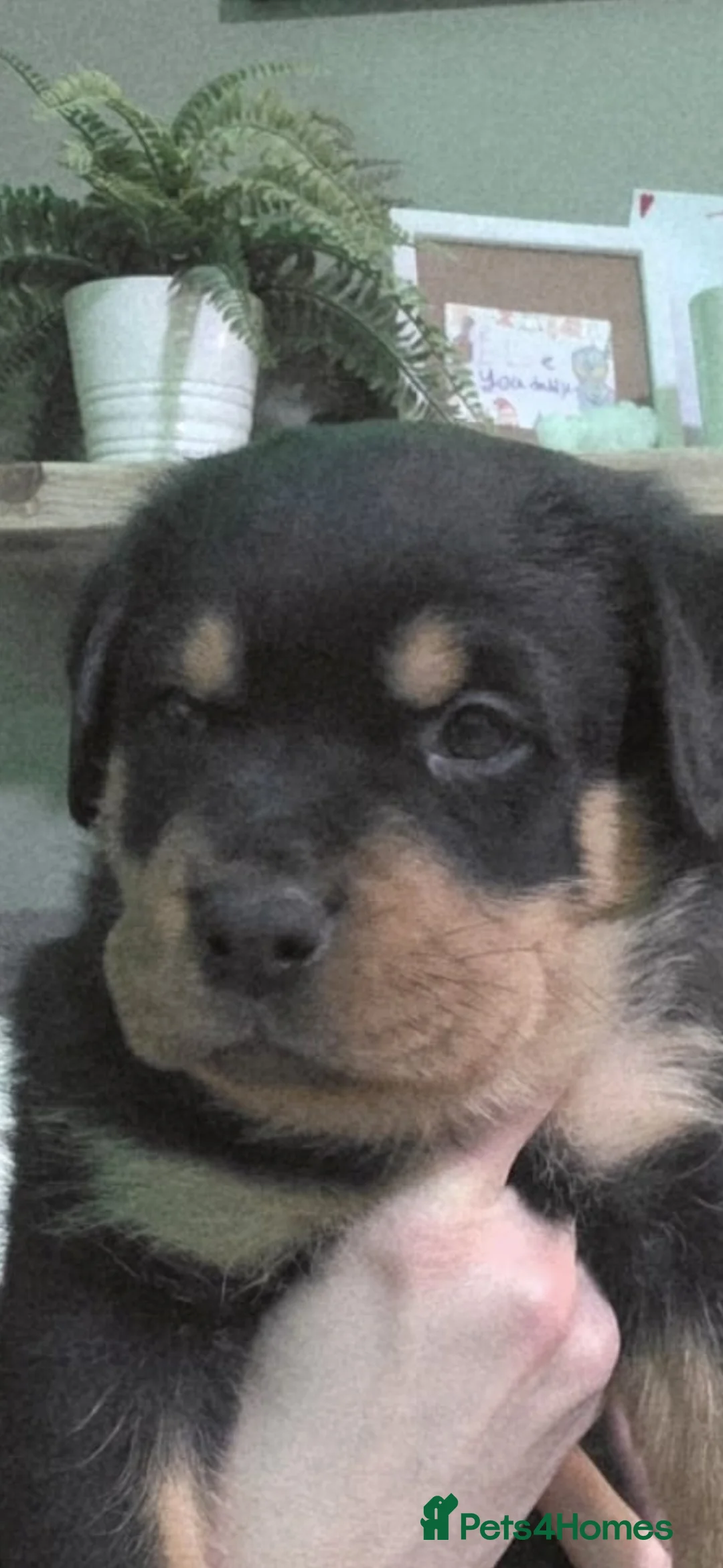 Rottweiler dogs for sale: Stunning chunky Rottweiler puppies  - Advert 8