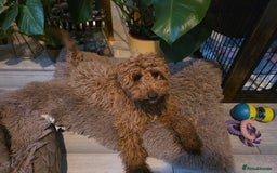 Cockapoo dogs for sale: Female cockapooF2B - Image 2