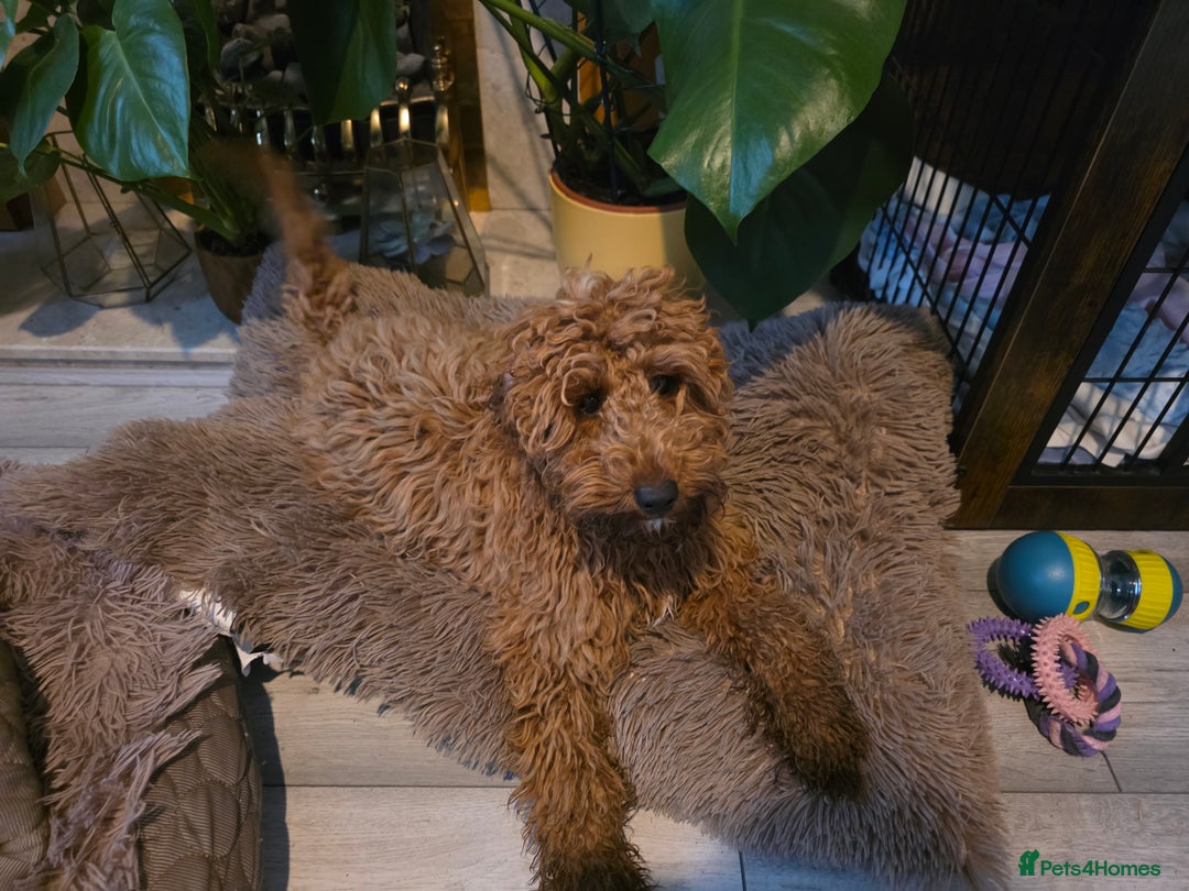 Cockapoo dogs for sale: Female cockapooF2B - Image 2