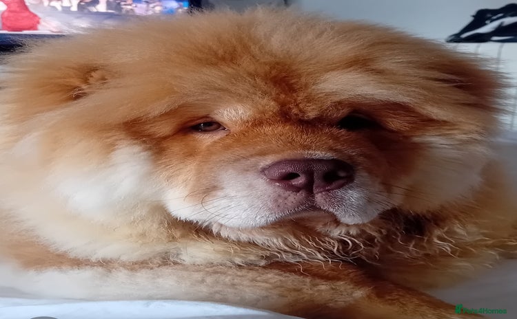 Chow Chow dogs - Advert 1