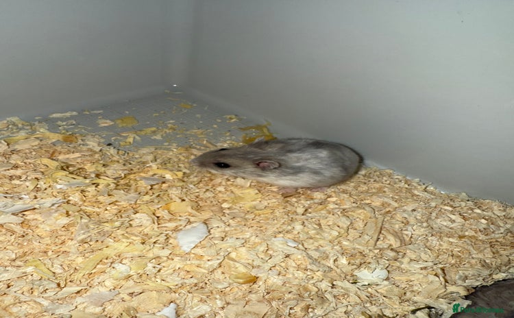 Hamster rodents - Advert 1