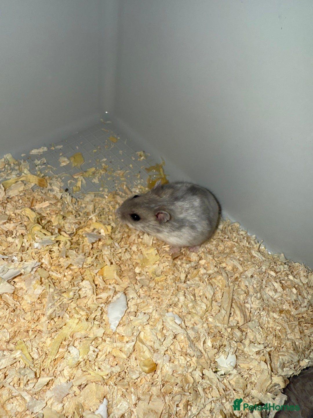 Hamster rodents for sale: Hamster - mini dwarf for sale - Image 1