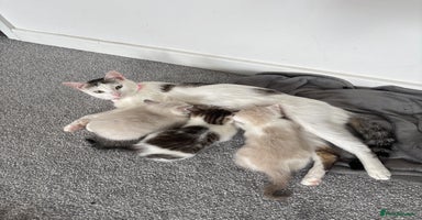 Mixed Breed cats - Advert 13