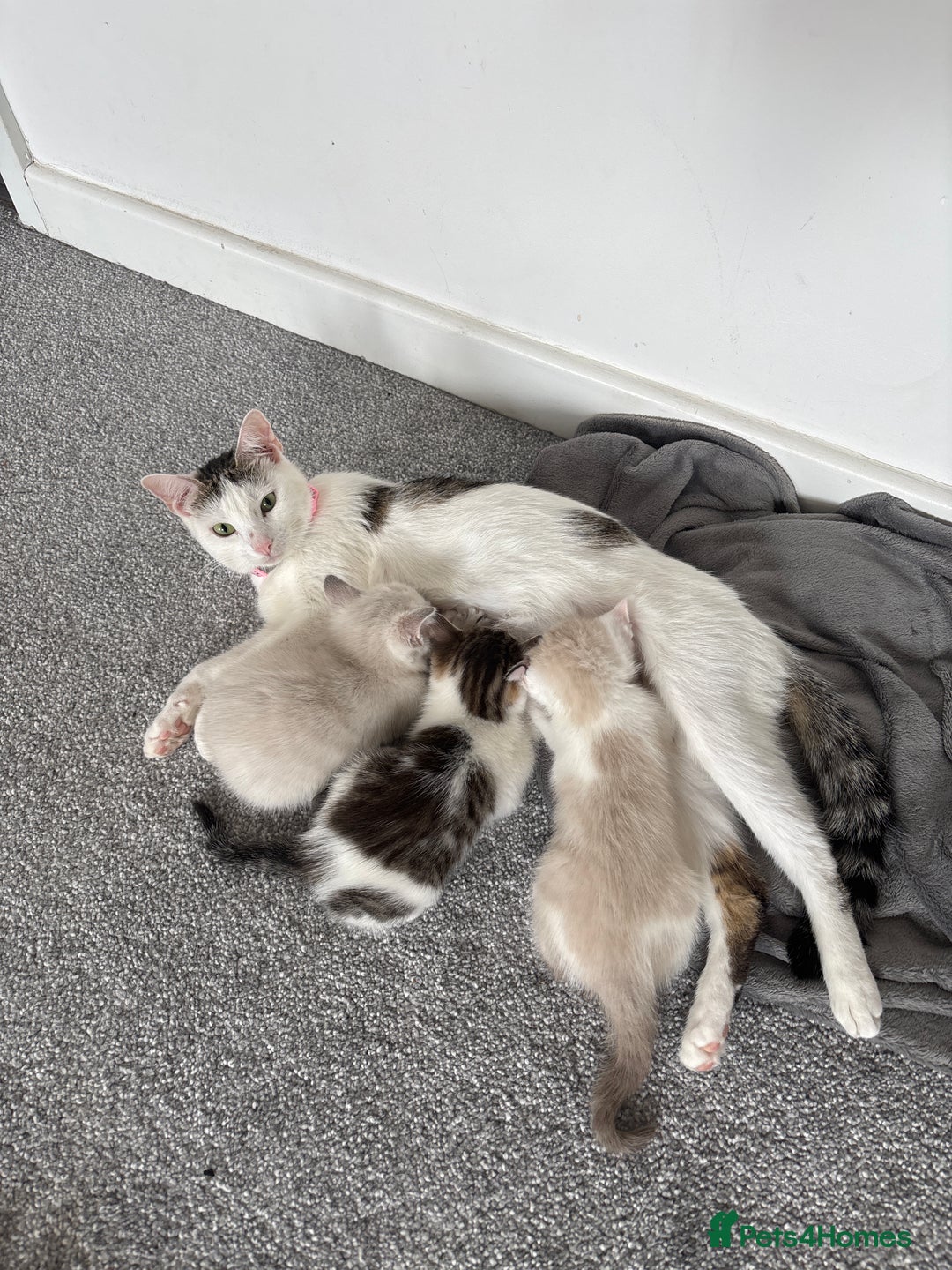 Mixed Breed cats for sale: Mixed/ragdoll kittens  - Image 5