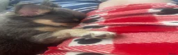 Chihuahua dogs for sale: Flora the gorgeous lilac and tan chihuahua  - Advert 3