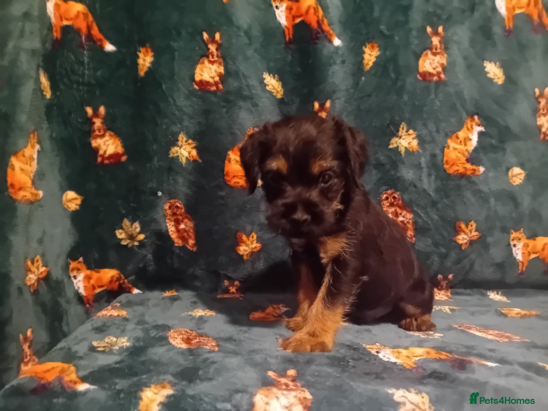 Border Terrier dogs for sale: Black and tan chunky border terrier puppys - Image 6