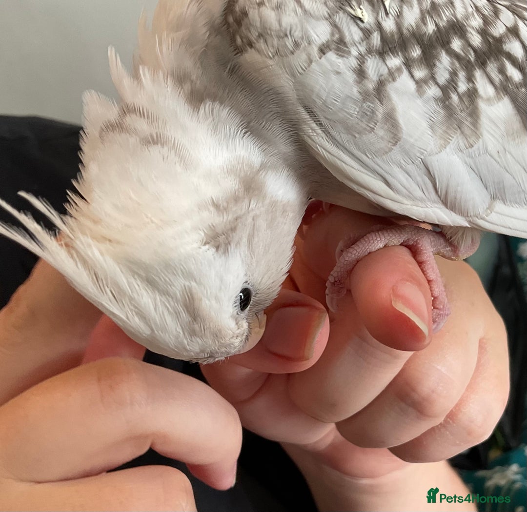 Cockatiels birds for sale: Hand reared baby cockatiel with cage. (Male) - Image 3