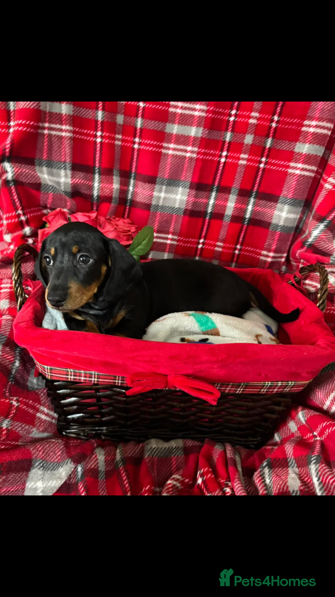 Dachshund dogs for sale: Male Dachshund 😘 xx ready for a new home  - Advert 2