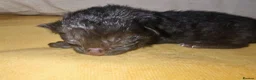 Mixed Breed cats for sale: Born Tuesday 7th July 🤍 - Advert 2