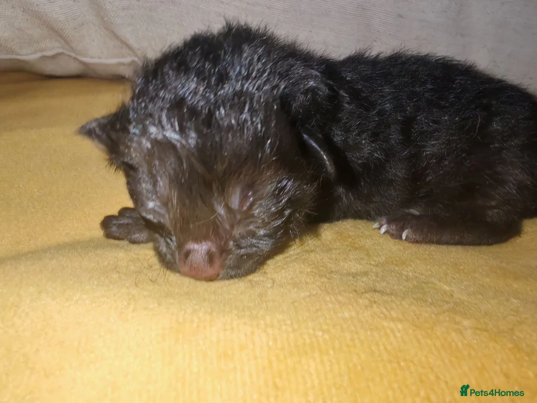Mixed Breed cats for sale: Born Tuesday 7th July 🤍 - Advert 2